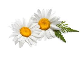Chamomile butter- Soap making supplies - Lux Natures Soaps & Skincare