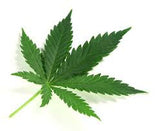 Hemp seed oil virgin cold pressed - Lux Natures Soaps & Skincare