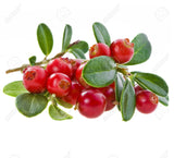 Cranberry seed oil unrefined - Lux Natures Soaps & Skincare
