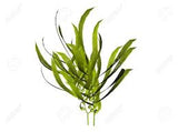 Kelp extract- Soap making supplies - Lux Natures Soaps & Skincare