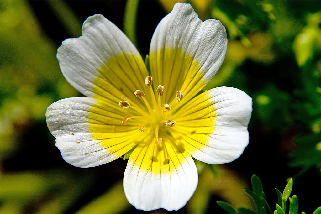 meadowfoam flower seeds Meadowfoam seed oil – Lux Natures Soaps & Skincare